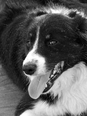 197,Moto the Collie